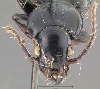 Media type: image;   Entomology 33031 Aspect: head frontal view